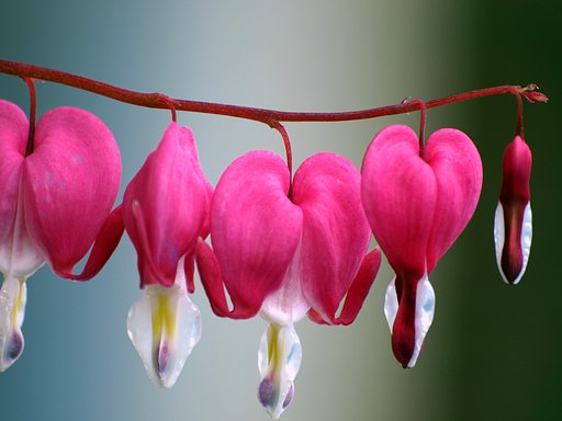 【命】心の花