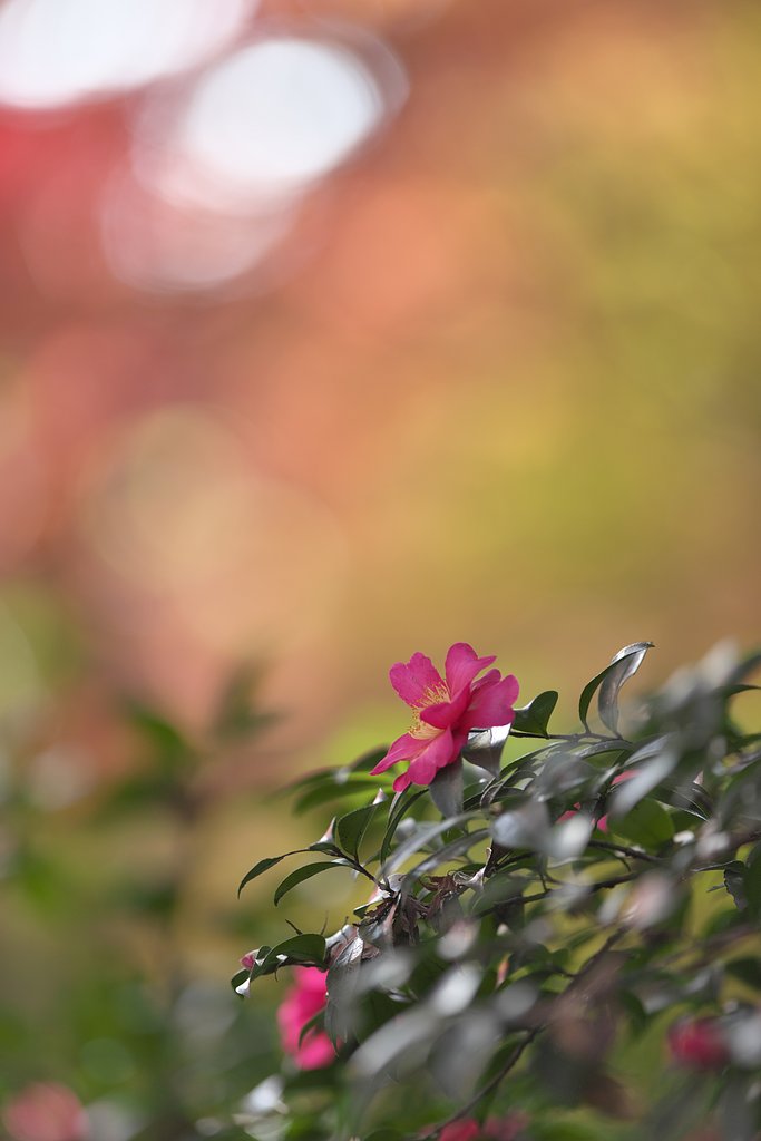 EF300 F2.8L IS 