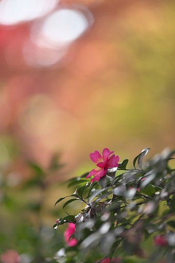 EF300 F2.8L IS 