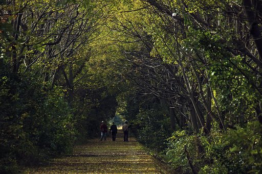 淀の森、晩秋