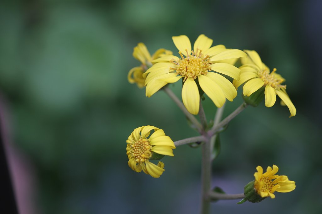 ツバブキの花
