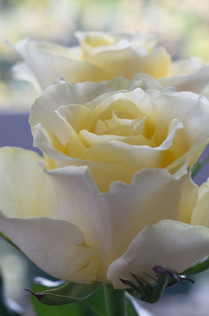 SIGMA MACRO 70mm F2.8