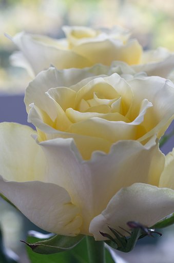 SIGMA MACRO 70mm F2.8