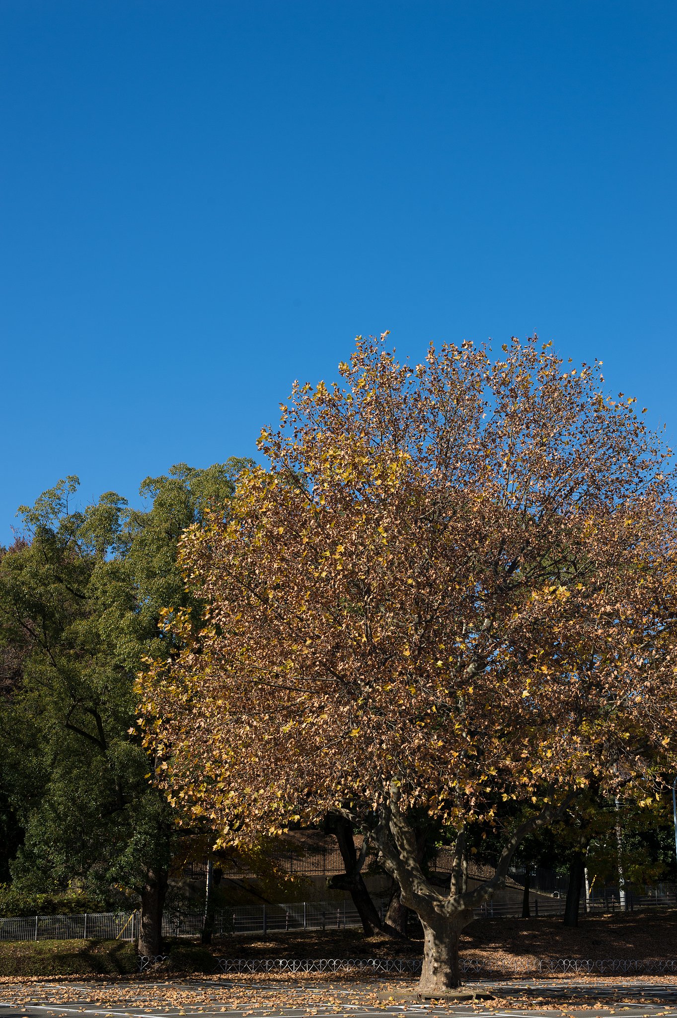 AF-S NIKKOR 50mm F1.8 G