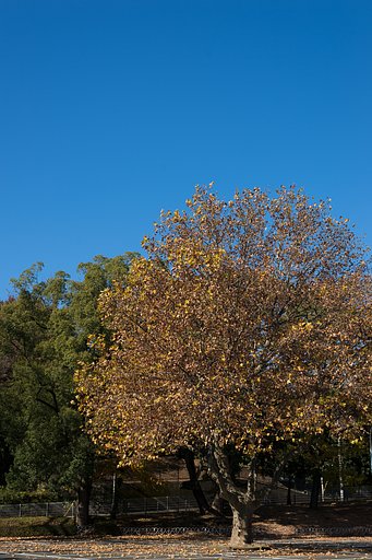 AF-S NIKKOR 50mm F1.8 G