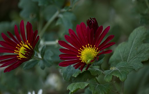 赤い小菊
