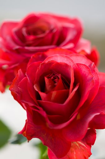 SIGMA MACRO 70mm F2.8