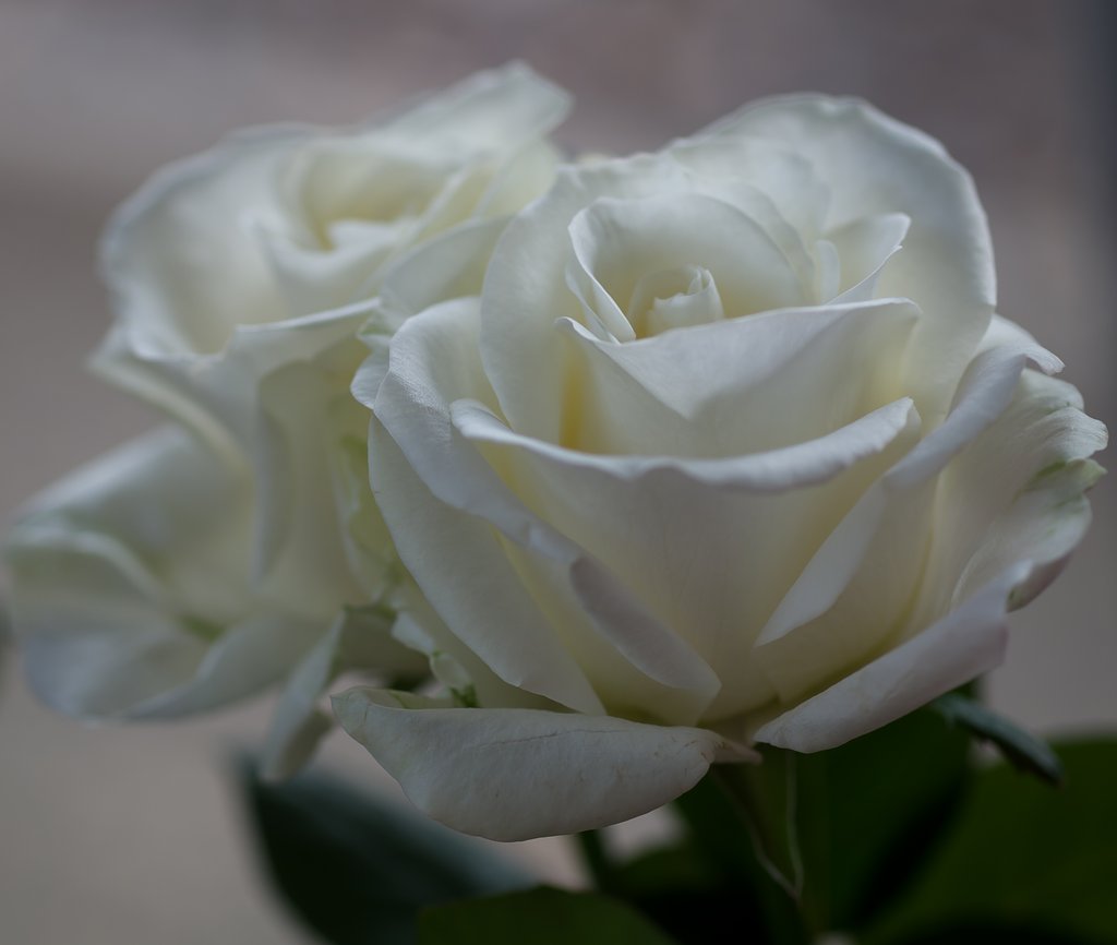 SIGMA MACRO 70mm F2.8