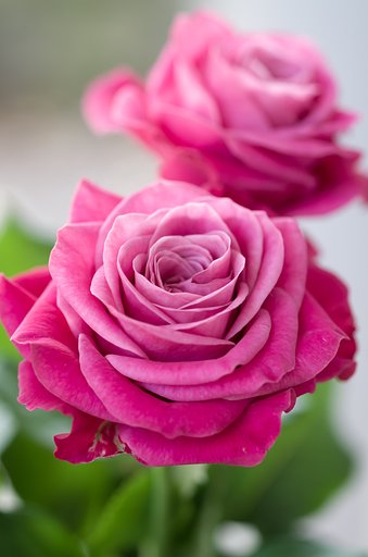 SIGMA MACRO 70mm F2.8