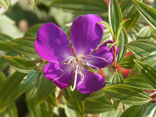 ノボタン開花