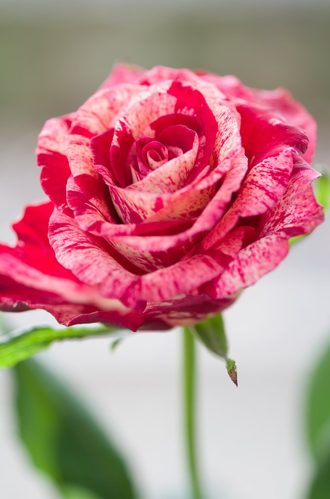 SIGMA MACRO 70mm F2.8