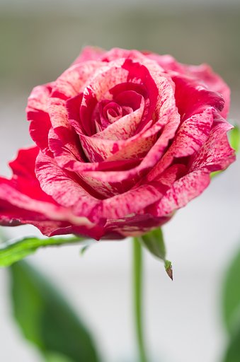 SIGMA MACRO 70mm F2.8