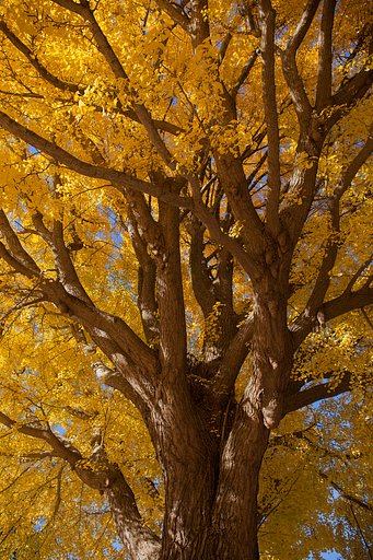 EF24-70mm F4 L IS