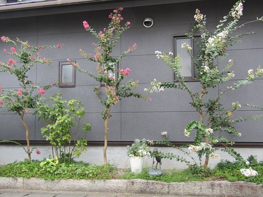 自前３種の可愛い花を見てください