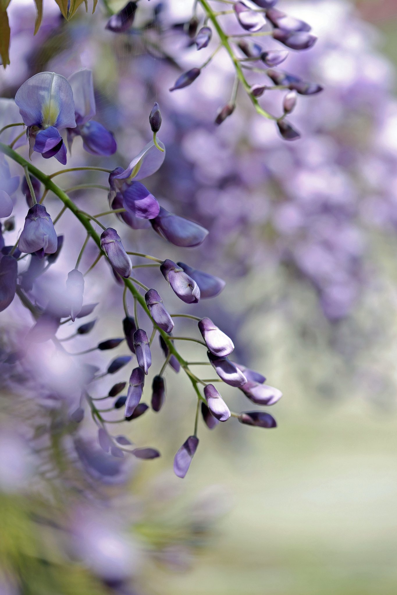 ふじ