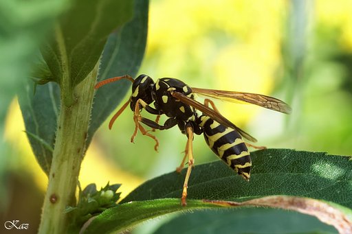 Yellow Jacket