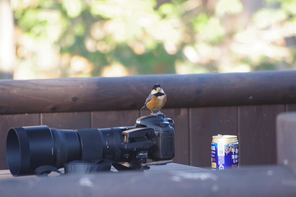 おはようカメラマンさん