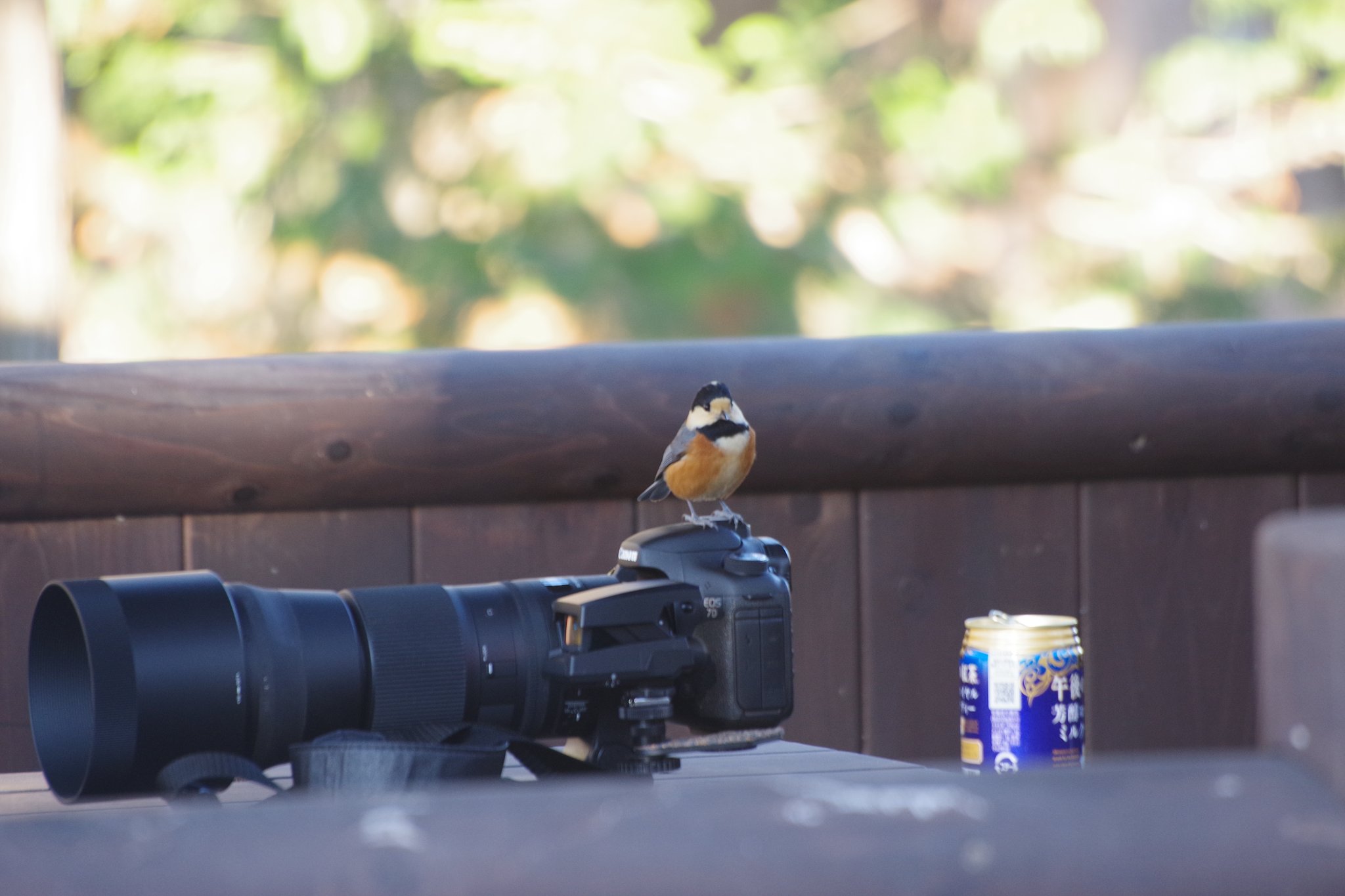 おはようカメラマンさん