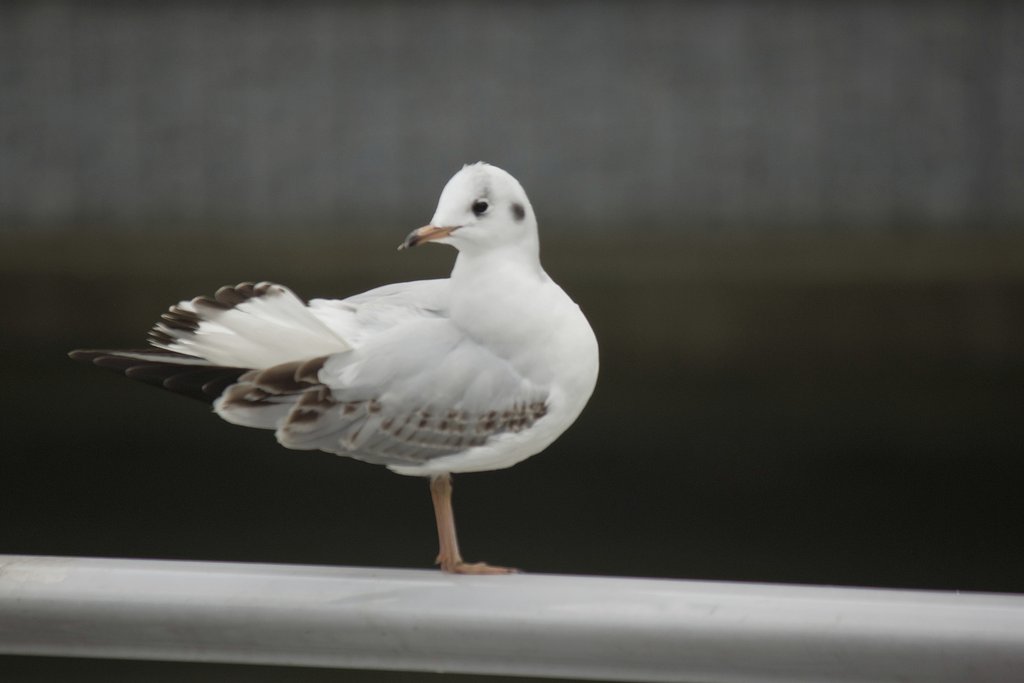 ユリカモメの若鳥