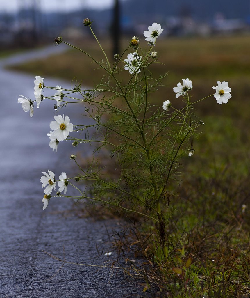 雨に濡れて！