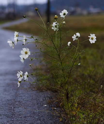 雨に濡れて！