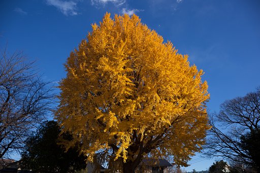 EF24-70mm F4 L IS