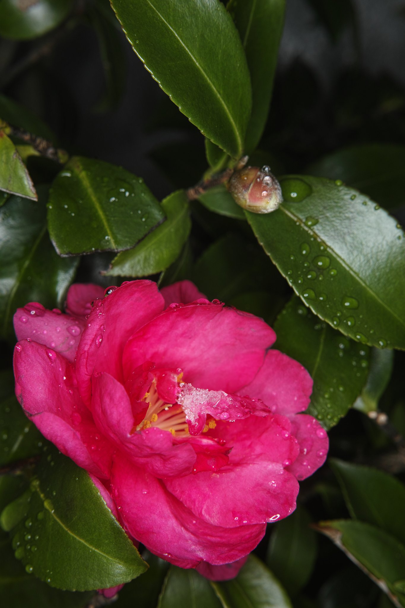 しっとりと山茶花