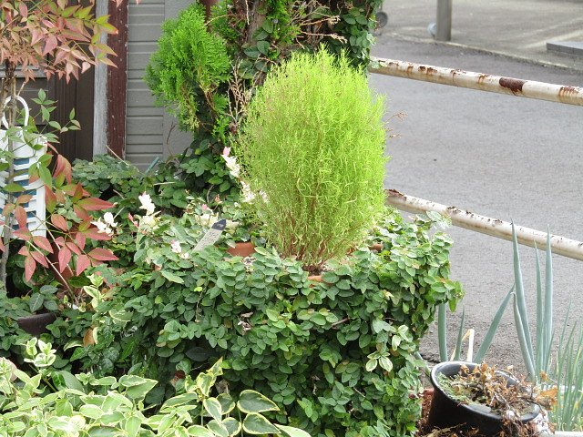 自前でこれだけの花壇を作るとは　🙇
