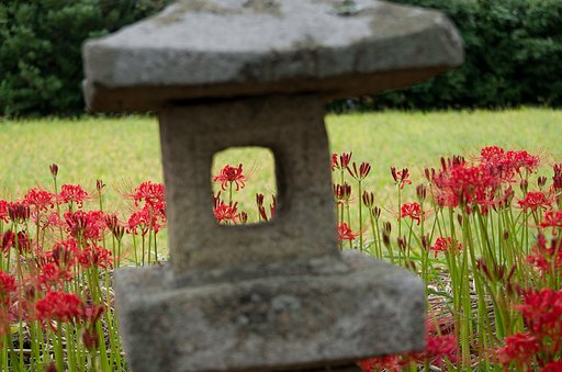 SIGMA 17-50mm F2.8 EX DC HSM 