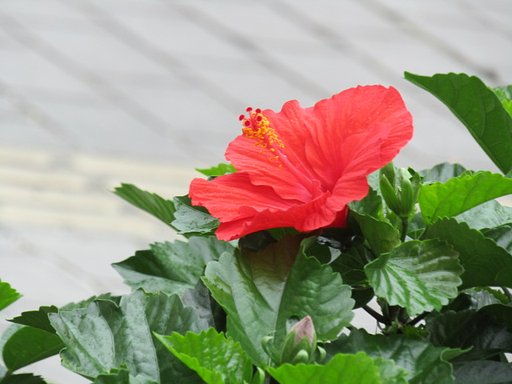 今が旬の赤い花は人気ありますね
