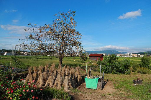 柿の木の風景　下柘植
