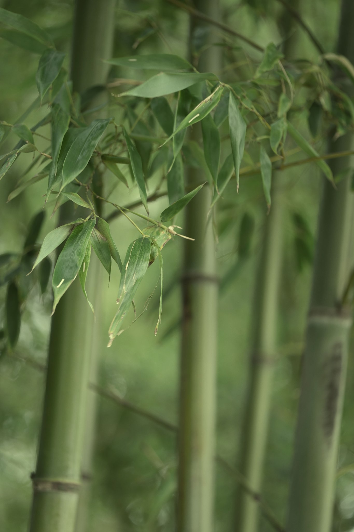 竹