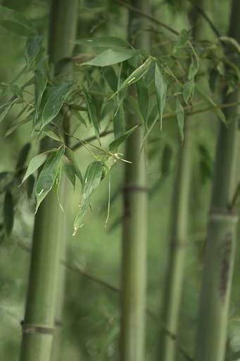 竹