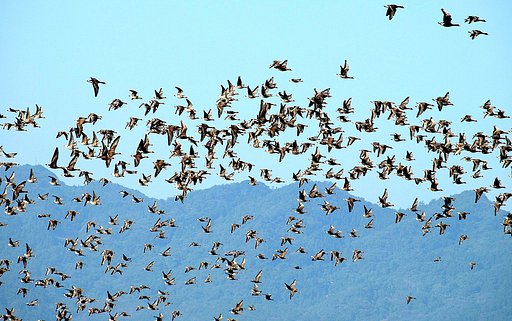 【天】群れが飛ぶ