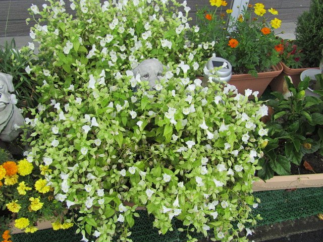 群像もいいかもしれない　花壇の花が美しすぎる