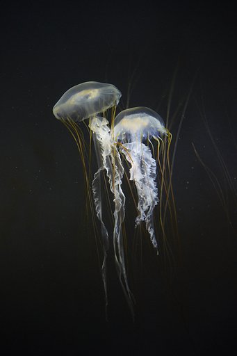 屋島水族館