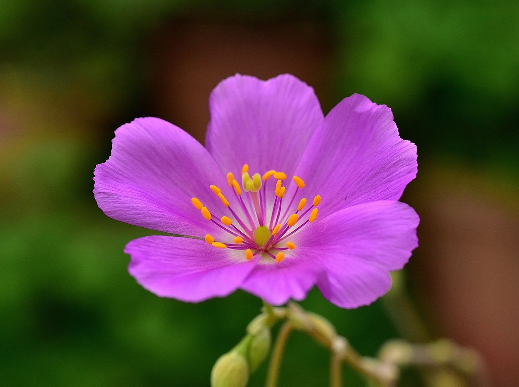 グランデュフロラ