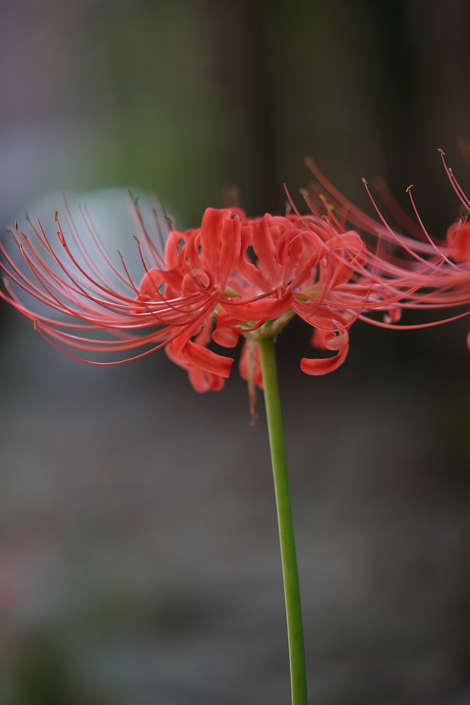 彼岸花