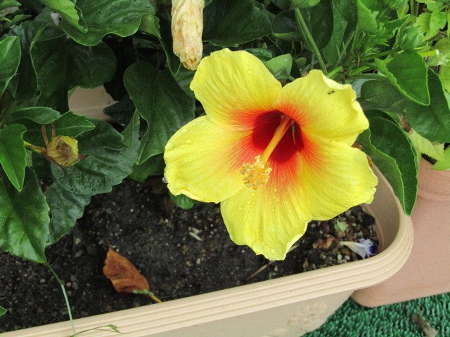 有名税を払うほど有名な花ですね、、