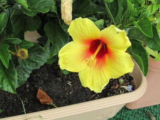 有名税を払うほど有名な花ですね、、