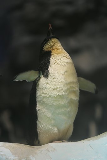 孤高の王
