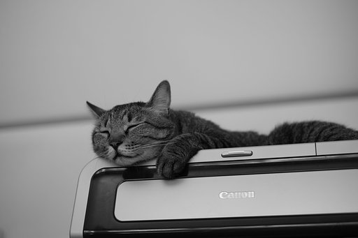 ねこは高い場所が好き