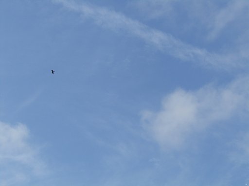 青空に一羽の鳥が舞っていました