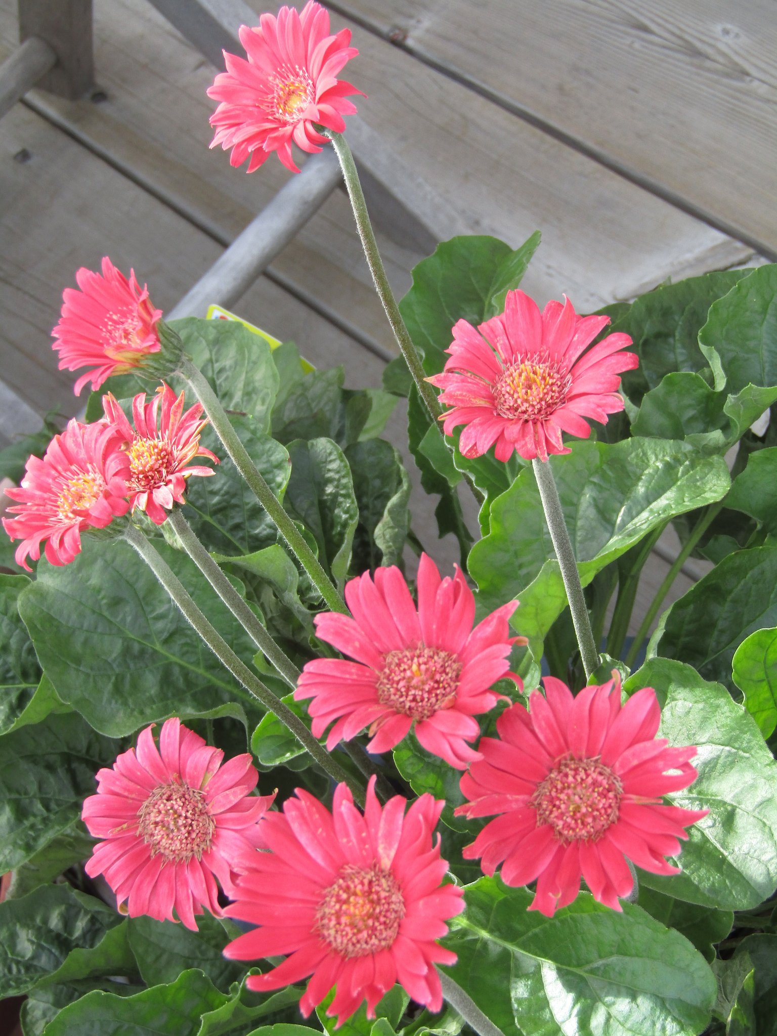 赤い花の生け花が綺麗に咲いていました