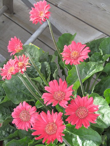 赤い花の生け花が綺麗に咲いていました