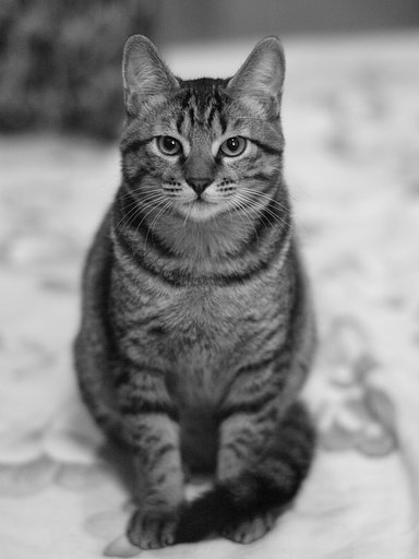 ねこ