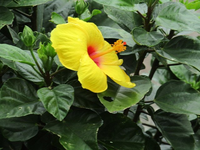 黄色い綺麗な花を皆で楽しみましよう