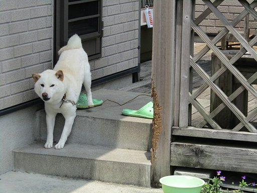 6月9日の写真