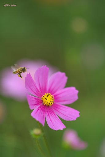 Sonner 135mm F1.8 ZA