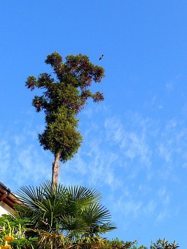 【天】青空　2